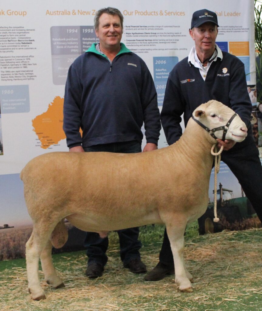 186 top price edit Adelaide Elite Ram Sale 2015 Ulandi Park 186-14
