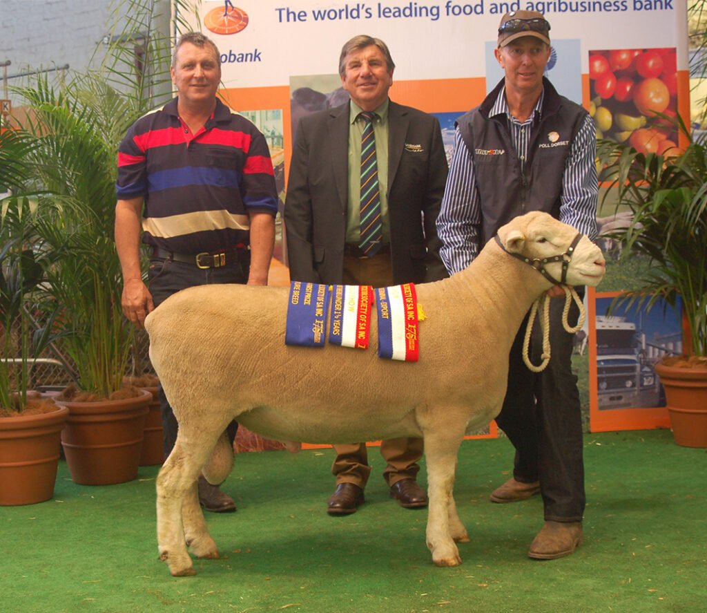 Adelaide Elite Ram Sale 2014 Ulandi Park 38-13