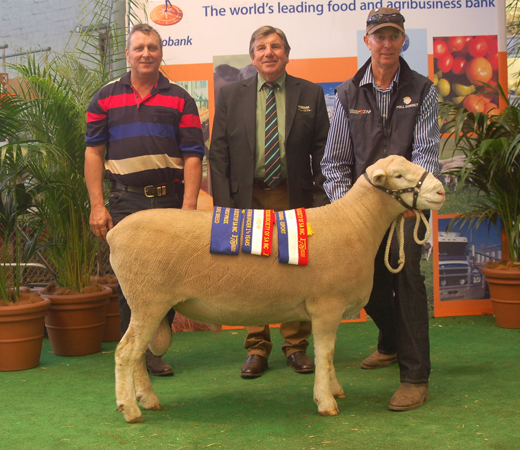 Ulandi Park_DSC_4584_D Adelaide Elite Ram Sale 2014 Ulandi Park 38-13