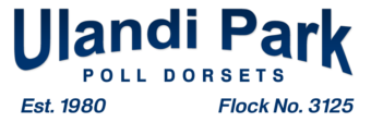 Ulandi Park Poll Dorsets