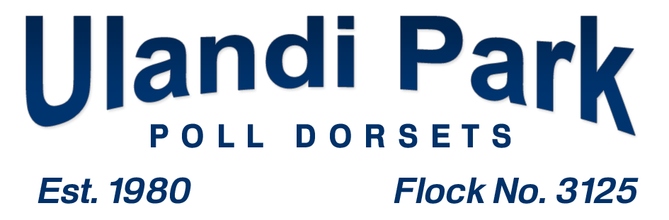 Ulandi Park Poll Dorsets