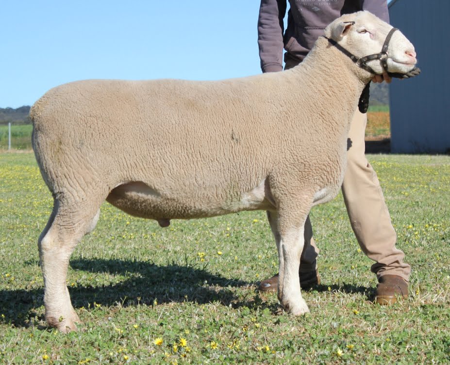 ulandi park 257-16 oct 2017 Ulandi Park 257-16 - Semen Sire