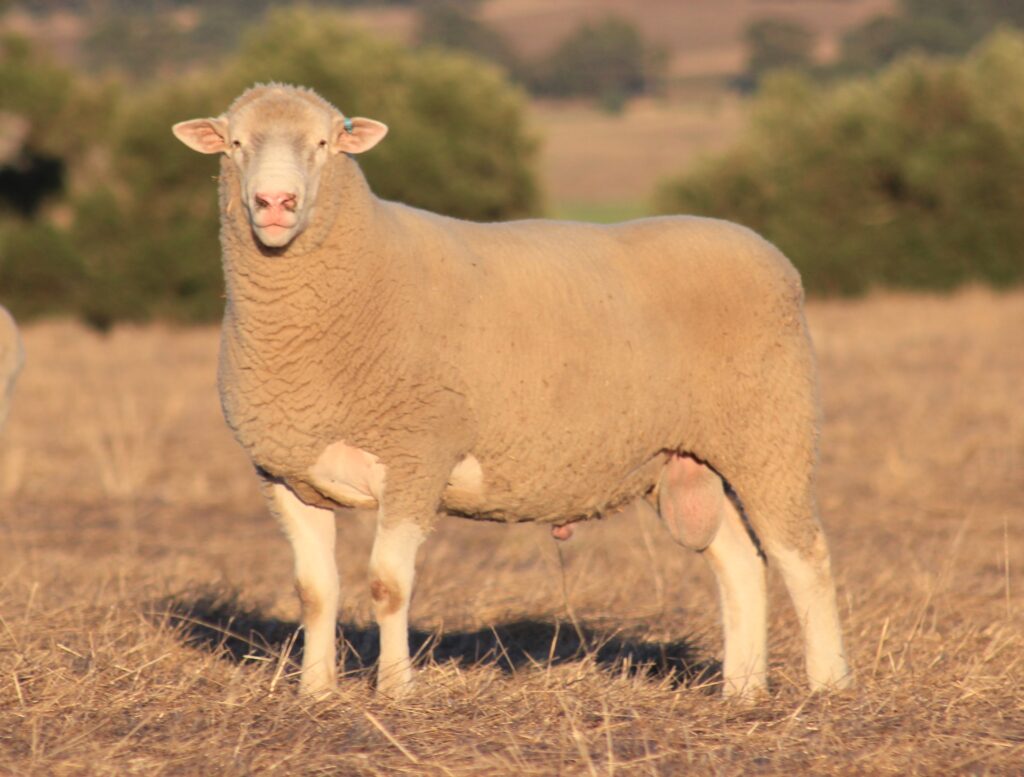 up 376 15 Ulandi Park Poll Dorset Breeding Aims