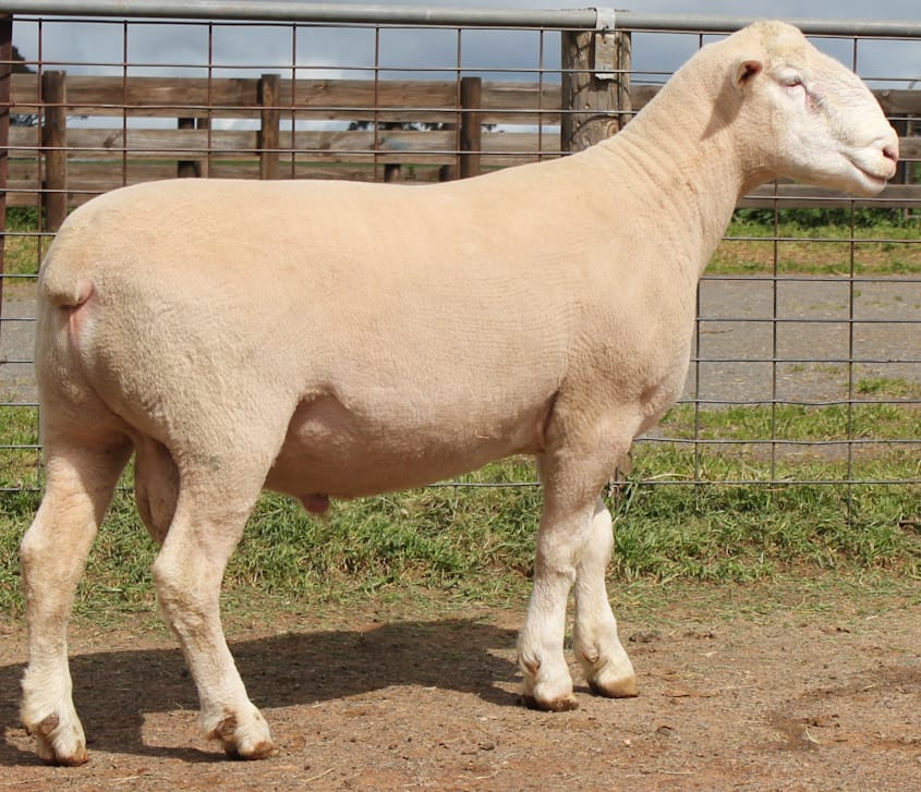 LOT 10 Ulandi Park 155 24 website