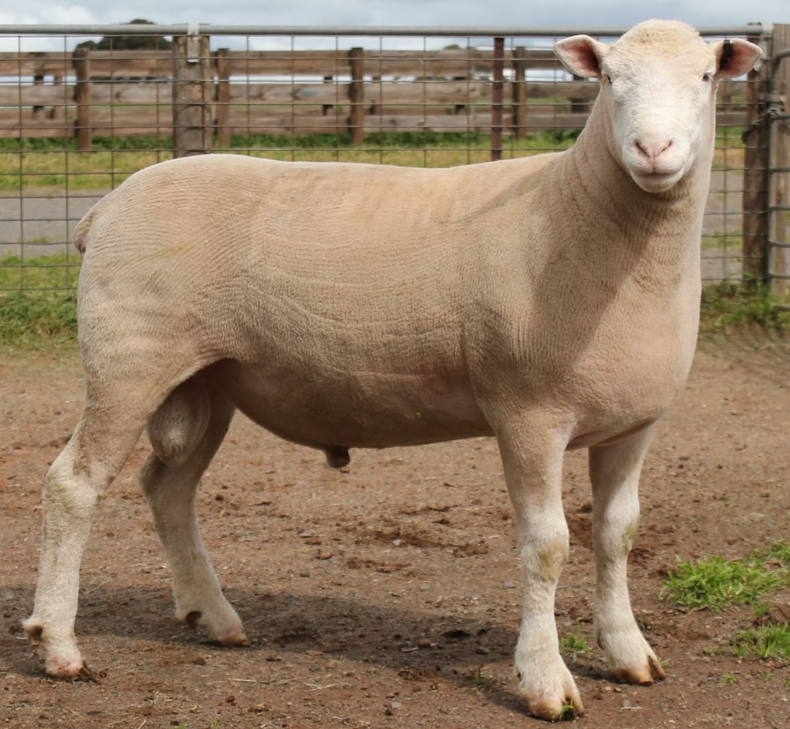 LOT 11 Ulandi Park 229 24 website