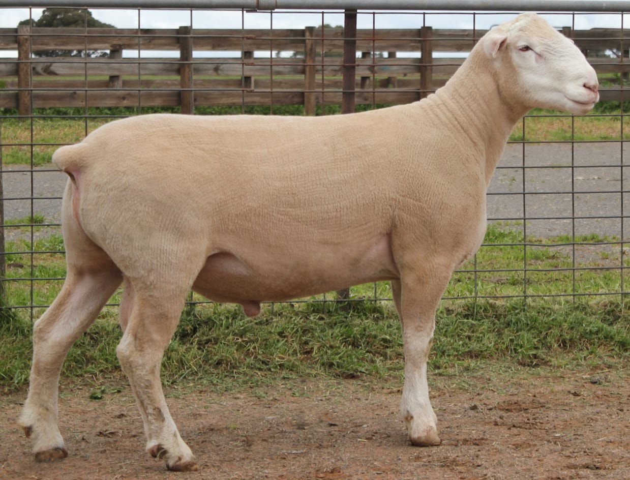 LOT 12 Ulandi Park 122 24 website