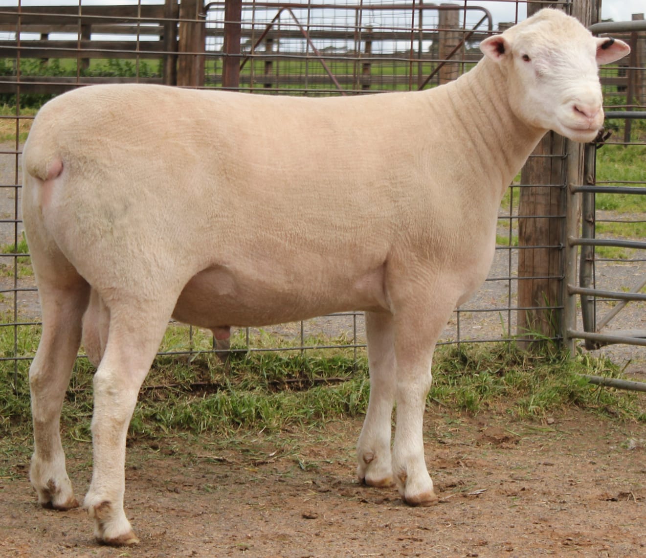 LOT 4 Ulandi Park 156 24 website