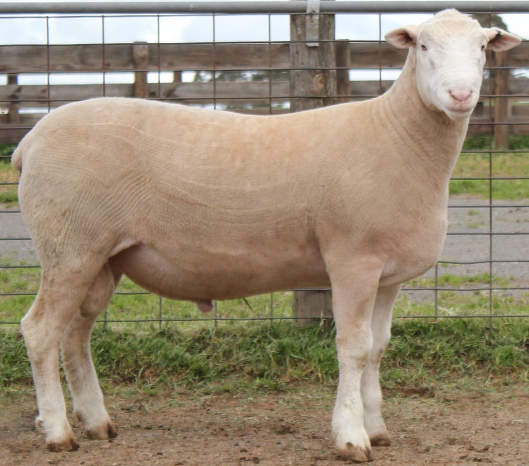 LOT 7 Ulandi Park 380 24 website