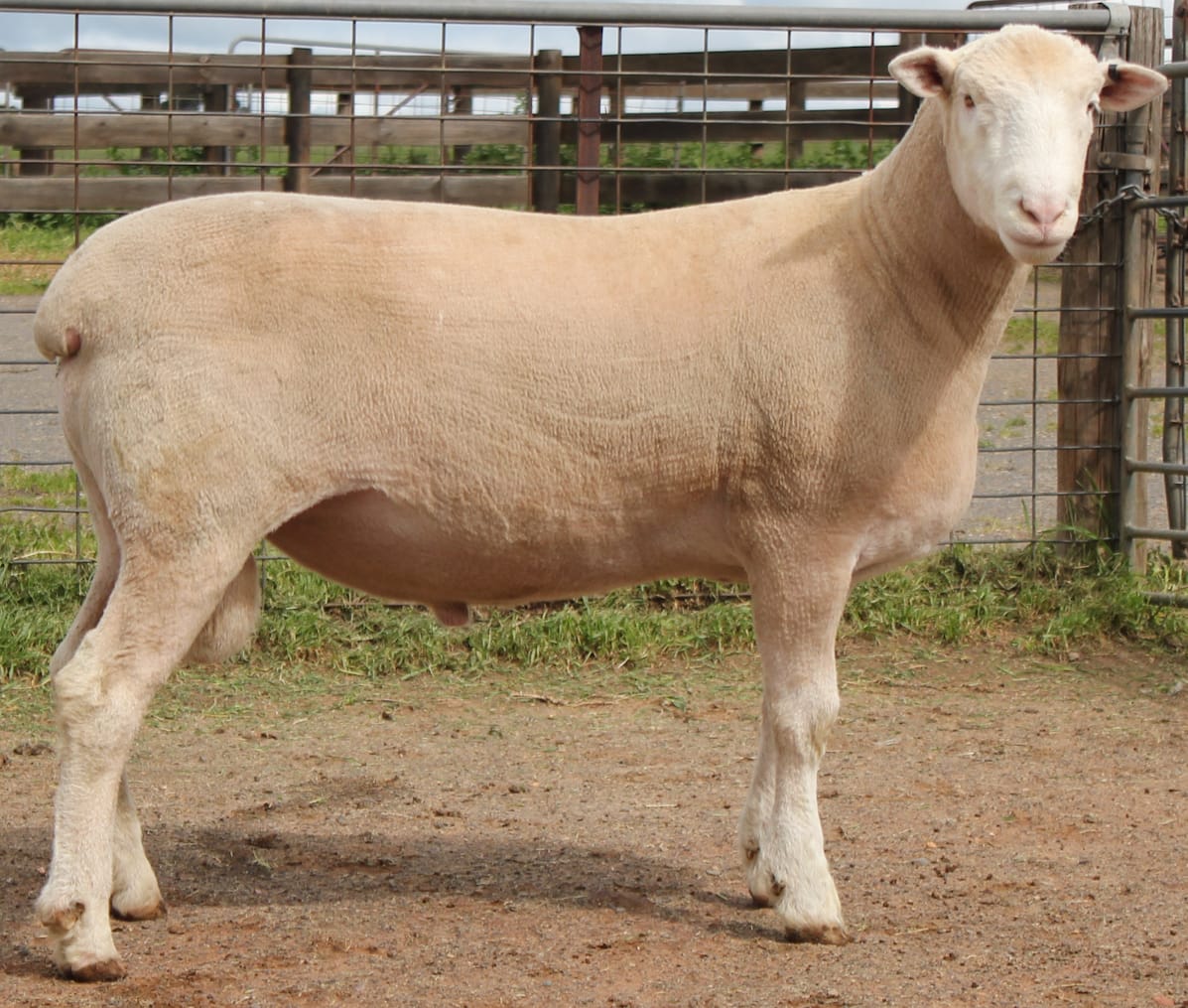 LOT 8 Ulandi Park 381 24 website