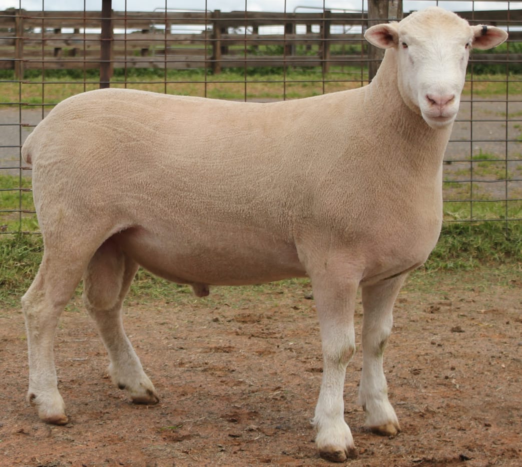 LOT 9 Ulandi Park 124 24 website