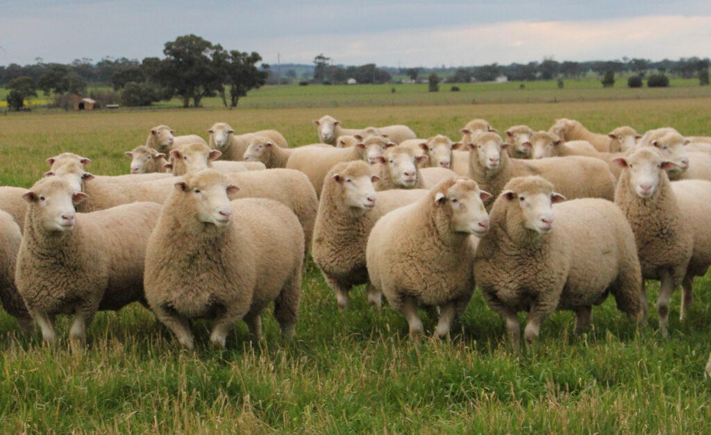 2026 Ram Photo website