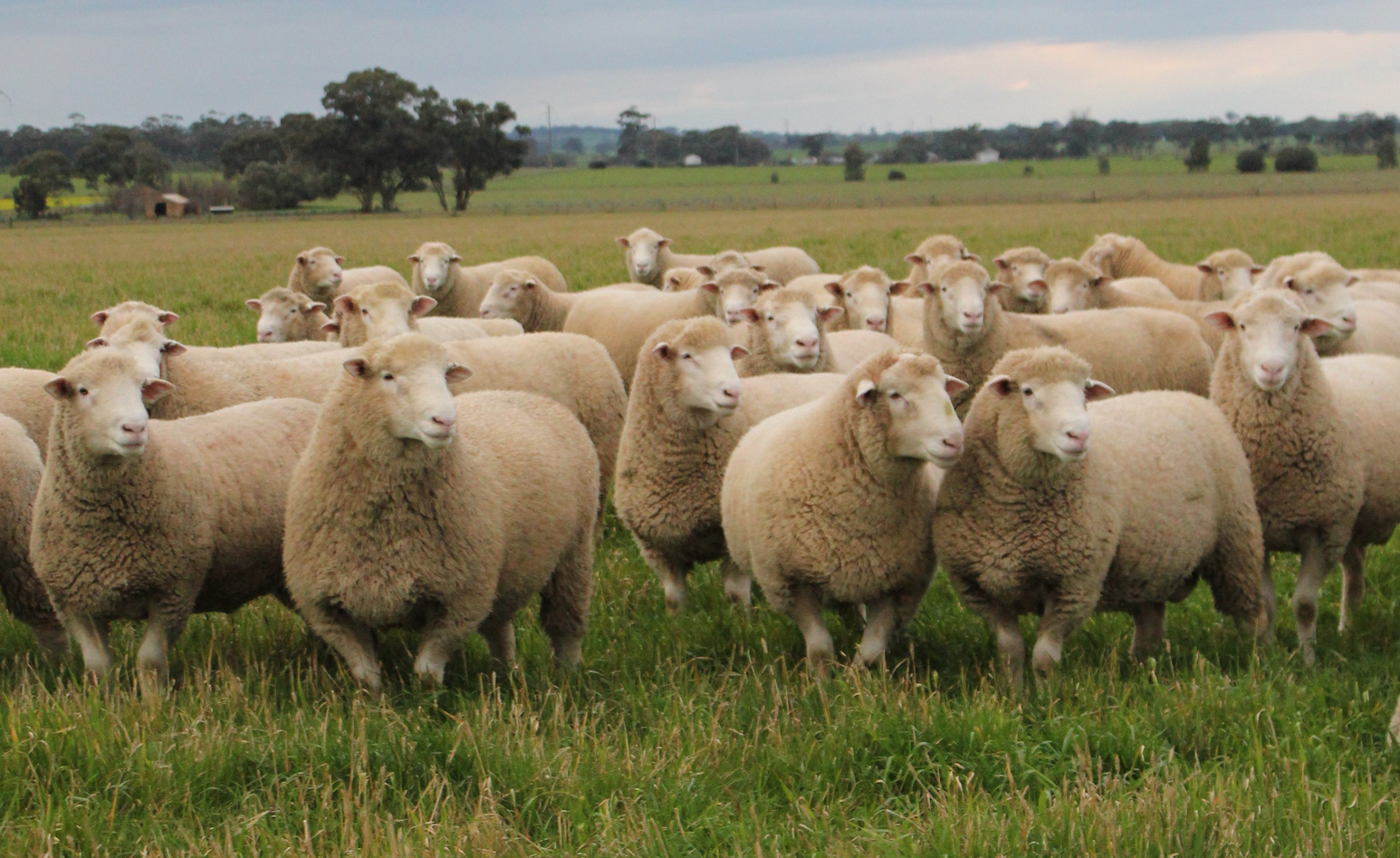 2026 Ram Photo website
